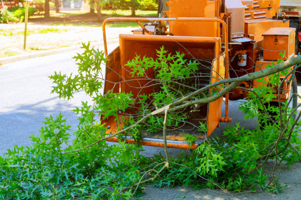 Best Tree Mulching  in Clear Lake Shores, TX