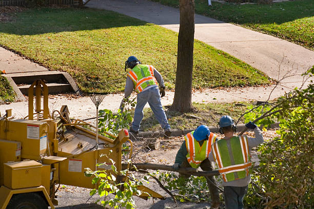 Trusted Clear Lake Shores, TX Tree Removal Experts