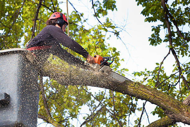 Best Storm Damage Tree Cleanup  in Clear Lake Shores, TX